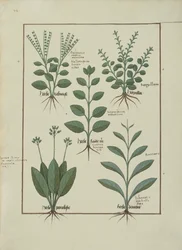 Illustration from The Book of Simple Medicines by Mattheaus Platearius